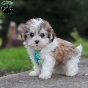 Kobe, Maltipoo Puppy